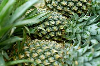 Unlock The Anti Inflammatory Secrets Of Pineapple For Pain Relief