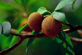 Top 10 Health Benefits Of Chikoo For A Balanced Diet