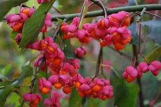 Discover The Surprising Health Benefits Of Euonymus Fruit