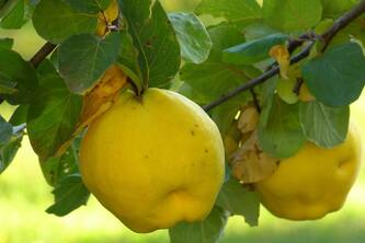 Revolutionize Your Health With Quince The Ultimate Superfruit