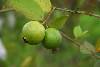 10 Reasons Why You Should Eat Guava Daily