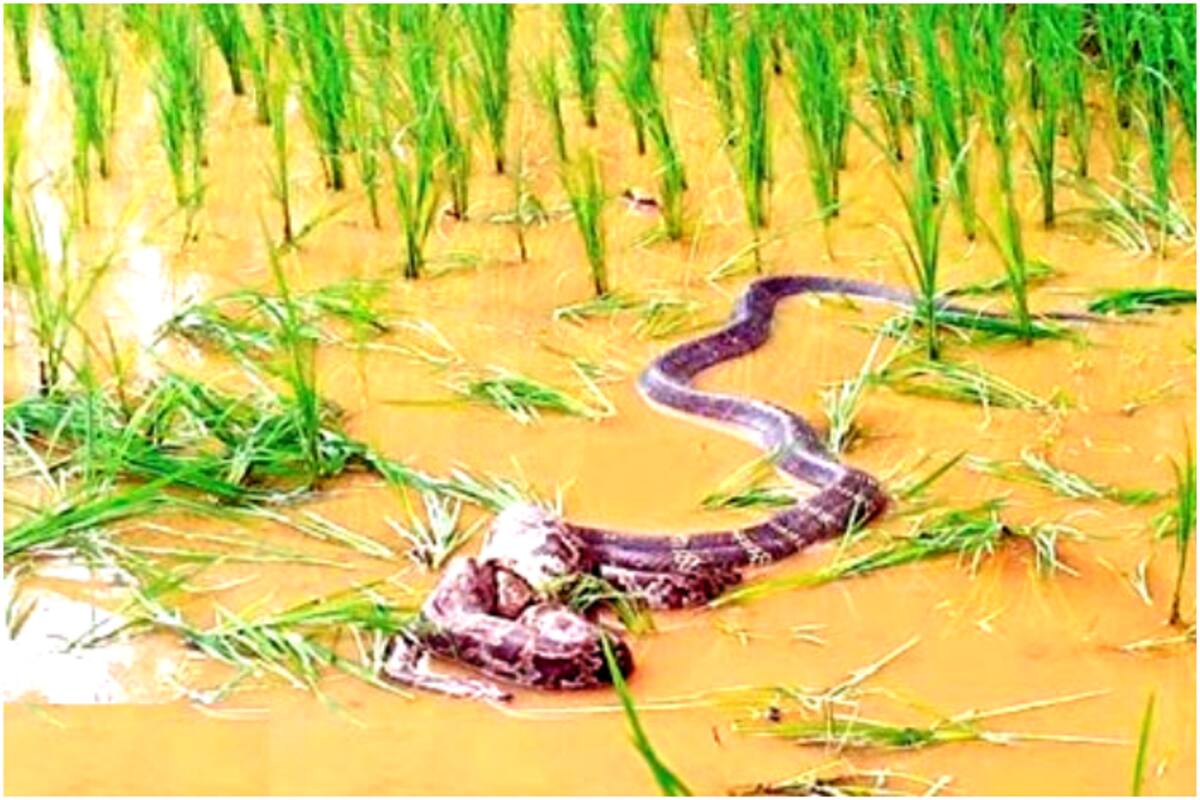 Shocking! Python Attempts to Eat 12-Foot King Cobra; Heres What Happens Next, image size:1200x800