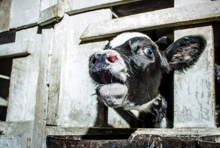 Shocking study reveals inhumane treatment and slaughter of cows and buffaloes in the dairy industry