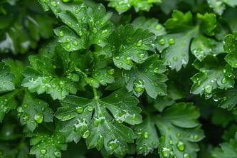 Why Parsley Should Be Your Go To Herb For Heart And Bone Health