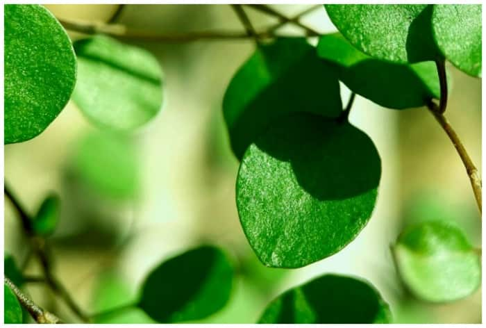 Moringa serves several health benefits