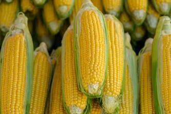 How Corn Aids Weight Management And Boosts Energy Levels