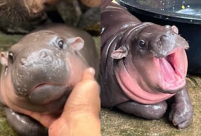 Meet baby hippo Moo Deng, an internet sensation famous for her