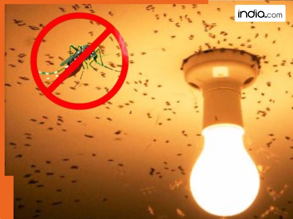 बल्ब जलाते ही कीट-पतंगों का लगता है घेरा? तो इन घरेलू उपायों से करें इनका सफाया