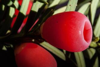 How Yew Fruit Can Boost Your Mood And Skin Health