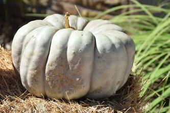 How White Pumpkin Can Transform Your Weight Loss Journey