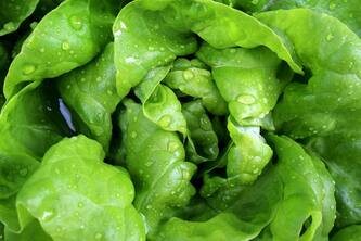 Discover 10 Surprising Health Benefits Of Leaf Lettuce You Didn't Know