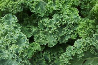 Why Kale Is The Ultimate Superfood For Heart And Bone Health