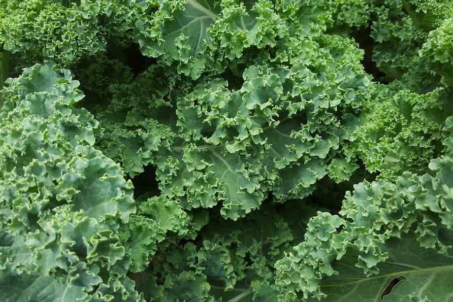 Why Kale Is The Ultimate Superfood For Heart And Bone Health