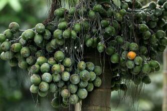 10 Surprising Health Benefits Of Areca Nut You Didn't Know
