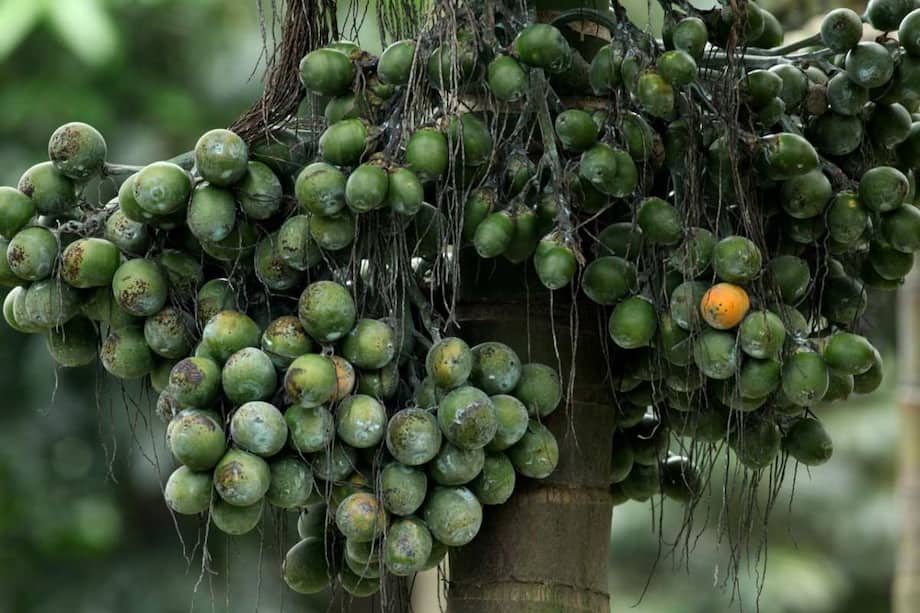 10 Surprising Health Benefits Of Areca Nut You Didn't Know
