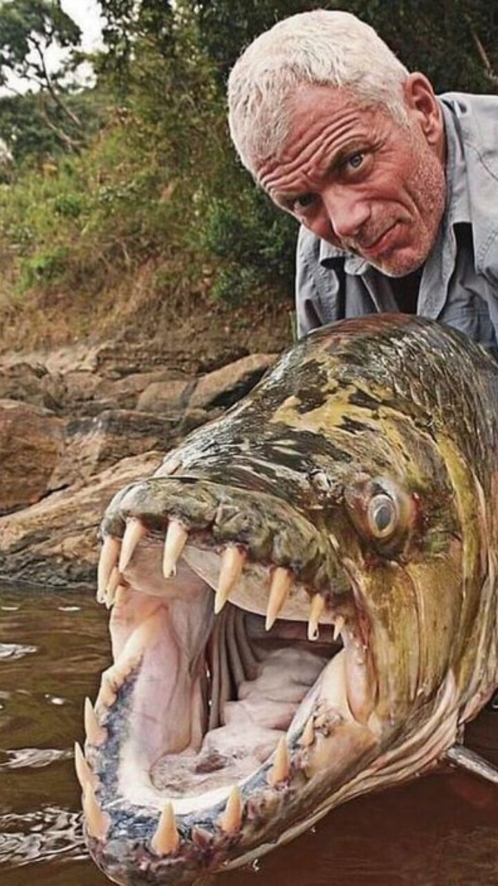 5 dangerous animals found in rivers