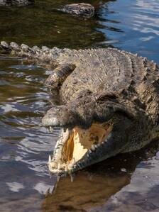 क्या आप जानते हैं कितने साल जीता है मगरमच्छ? जवाब कर देगा हैरान