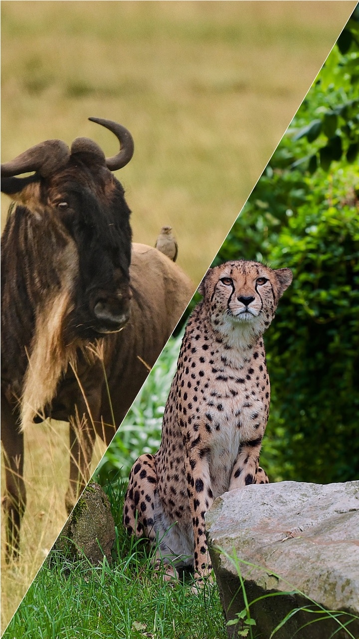 RANKED Top 5 fastest animals on land, water, and air