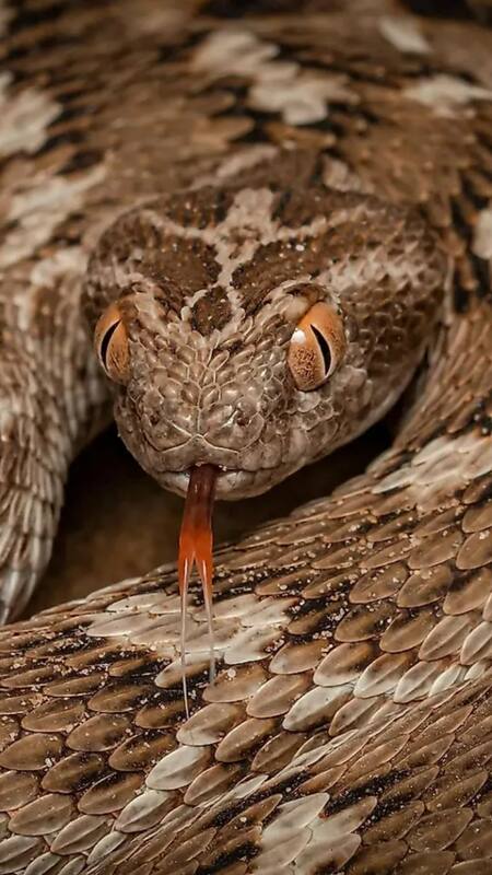 10 most poisonous snakes in the world