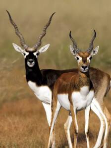 जानें काला हिरण की उम्र कितनी होती है, लाखों में है कीमत