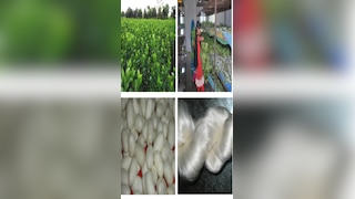 कैसे बनता है रेशम, कितने तरह का होता है इसका कपड़ा?