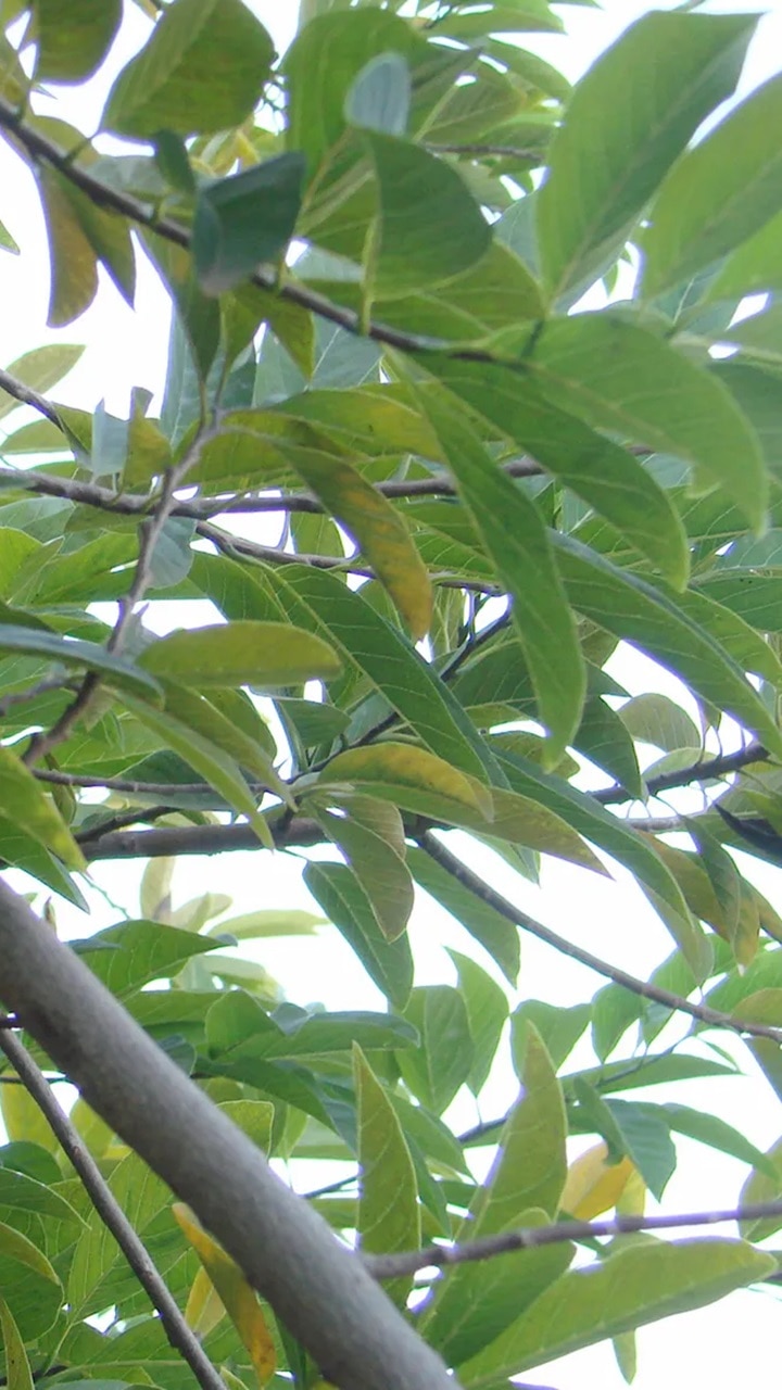 इस फल के पत्ते में है सेहत का खाजाना, चबाने से 10 बीमारियां होंगी दूर