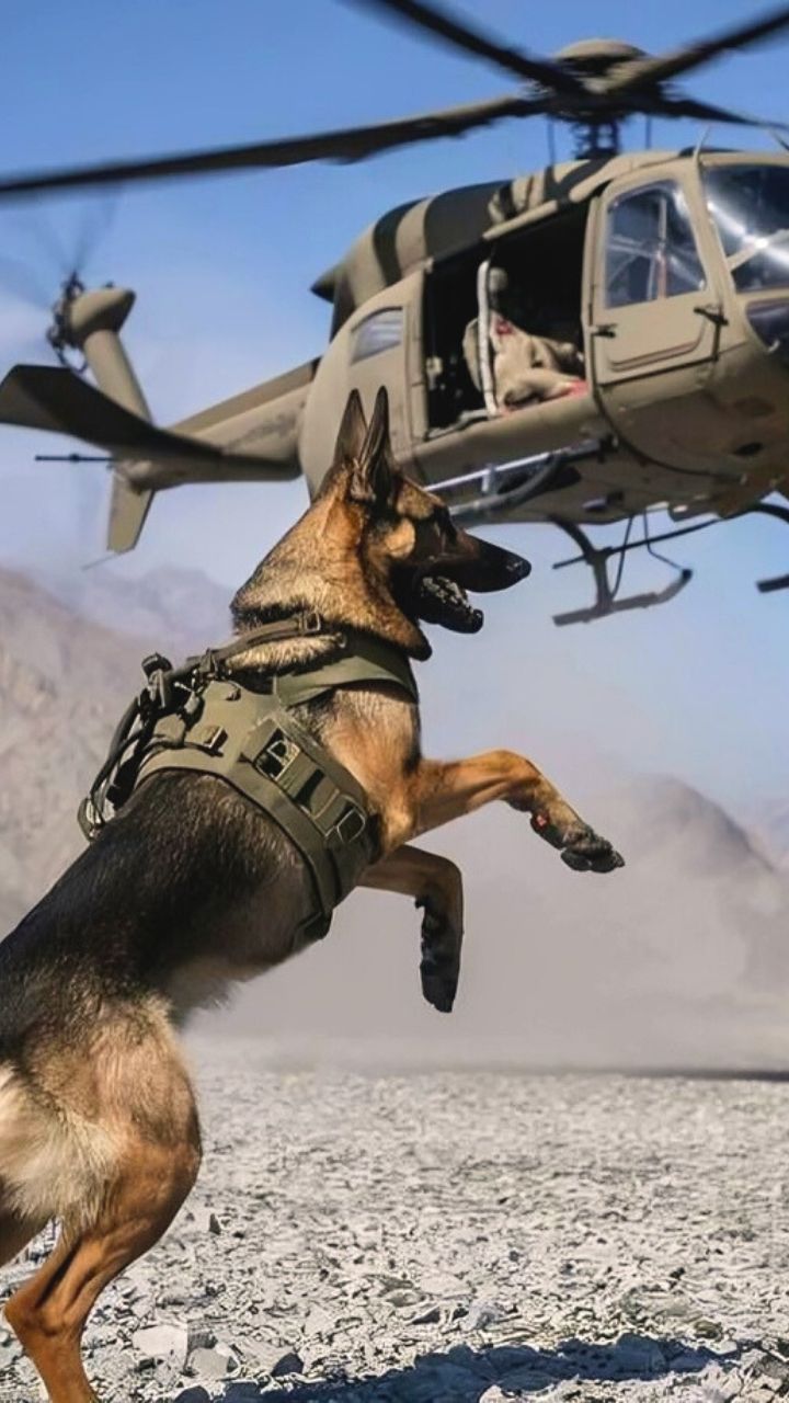 Indian Army German Military Dogs Soldier Military Dog Breeds List