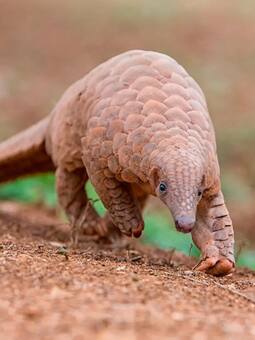 These animals are found only in India, check them out