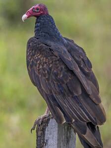 7 rare vulture species you might not know about