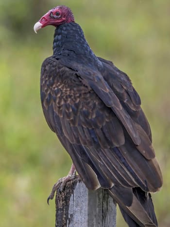 7 rare vulture species you might not know about