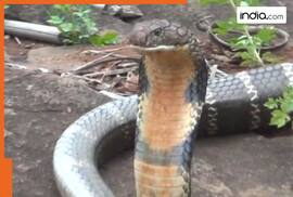 King Cobra BIG secret revealed..Indian scientist research breaks 188-year-old myth