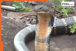King Cobra BIG secret revealed..Indian scientist research breaks 188-year-old myth