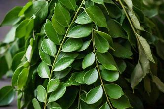 10 Surprising Health Benefits Of Curry Leaves