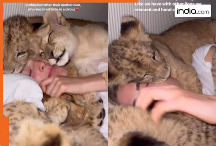 Viral Video: Woman plays with 4 lion cubs, watch