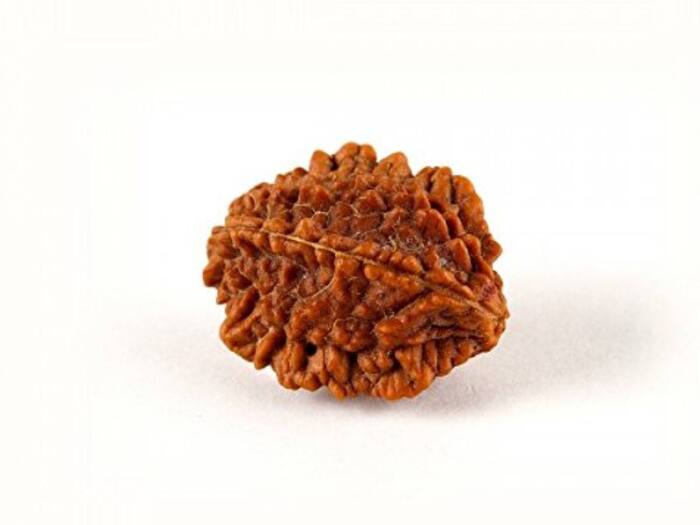 2 Mukhi Rudraksha  1
