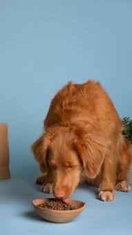 Pamper Your Pup with Premium Dog Food – All at One Shop!