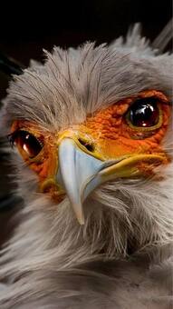 7 Animals that looks like they are wearing makeup