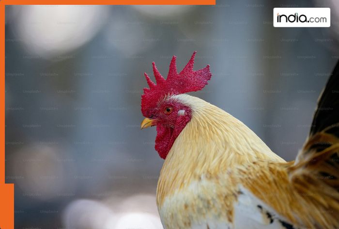 Switzerland once threw chicken heads across its forests due to…