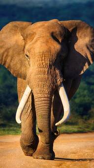 7 most peaceful animals of the world