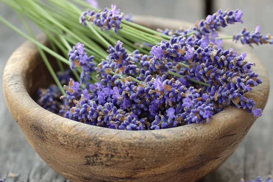 10 Health Benefits Of Lavender To Boost Your Winter Wellness
