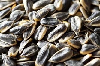 Boost Your Immunity Naturally With Nutrient-Packed Sunflower Seeds