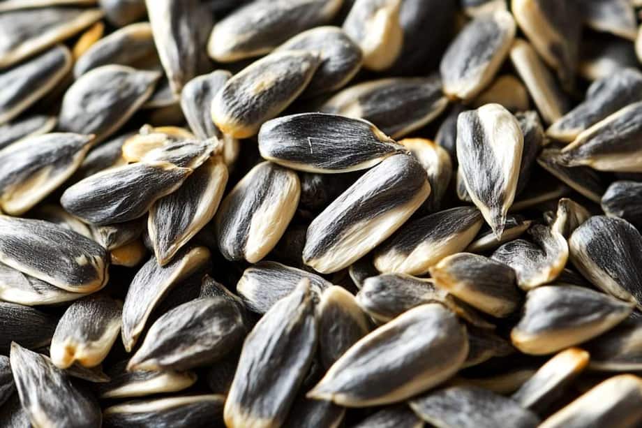 Boost Your Immunity Naturally With Nutrient-Packed Sunflower Seeds