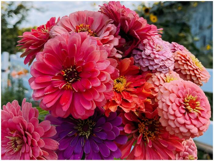 Flowers