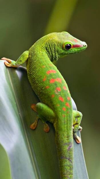 5 Stunning green wildlife beauties found around the world