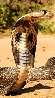 7 key differences between King Cobra and Indian Cobra