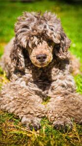 5 rarest dog breeds in the world