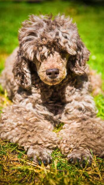 5 rarest dog breeds in the world