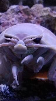 10 creepiest animals found on earth
