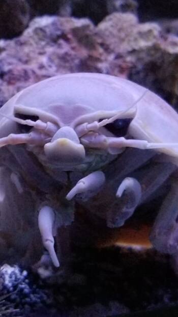 10 creepiest animals found on earth
