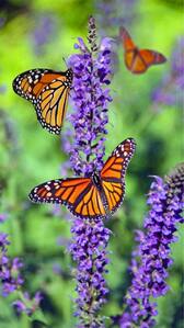 5 animals that travel long distances during migration